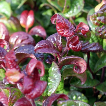 Leucothoe Curly Red 2lt